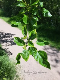Moerbeifamilie [Moraceae]